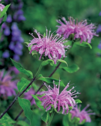 Picture of Bergamot Wild